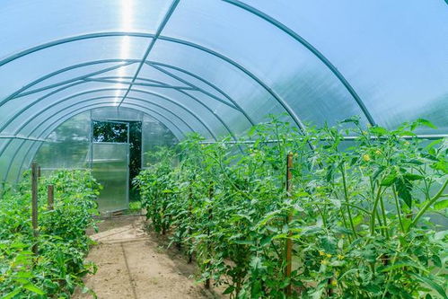 揭秘水果番茄种植技术：打造美味与健康的双赢之道