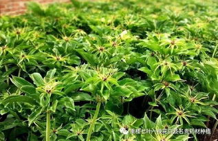 《揭秘中药重楼种植：如何打造高品质药材田？》