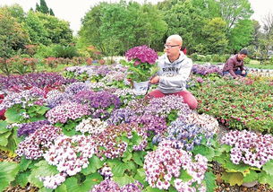 揭秘花木种植新趋势：如何打造绿色家园？