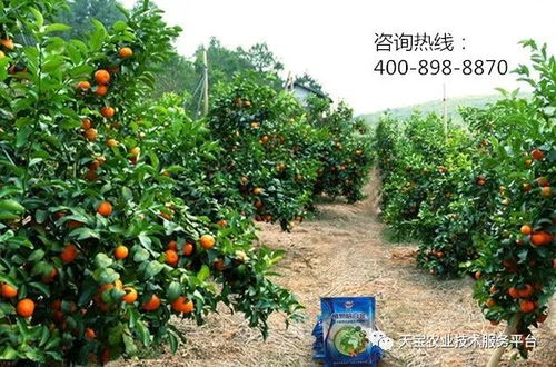 果树种植技术网：揭秘高效果树种植的五大秘诀