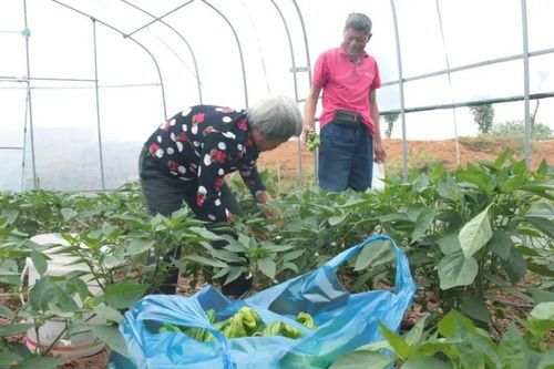 瓜蒌子种植技术揭秘：如何提高产量与品质？