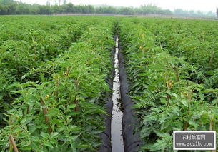 夏季番茄种植攻略：揭秘高效产量背后的秘密