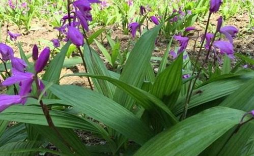 白芨种植技术揭秘：如何高效培育这一珍贵药材？