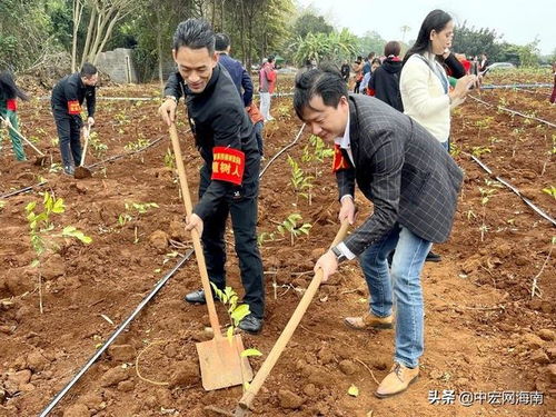 揭秘沉香树种植：如何培育大自然的“香中之王”