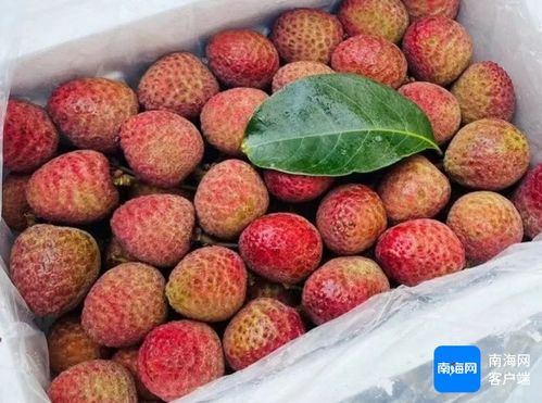 揭秘荔枝种植秘诀：如何培育出甜美多汁的果实？