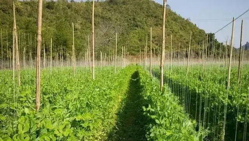 《秋豇豆种植技术揭秘：如何提高产量与品质？》