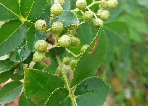 青花椒种植新篇章：技术革新与管理艺术探秘
