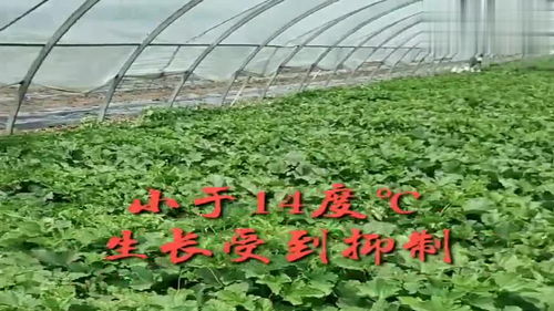 大棚甜瓜种植技术解析：揭秘高效产量的秘密