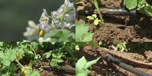《独角莲种植技术揭秘：如何让“水中芙蓉”绽放新姿？》