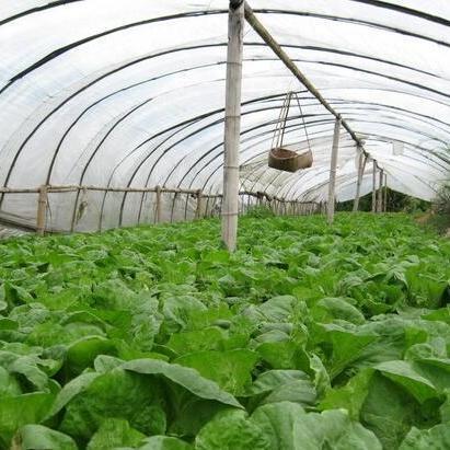 《大棚蔬菜种植技术革新：揭秘高效农业的未来》