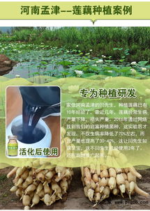 《揭秘莲藕种植秘籍：科技赋能下的高效农业实践》