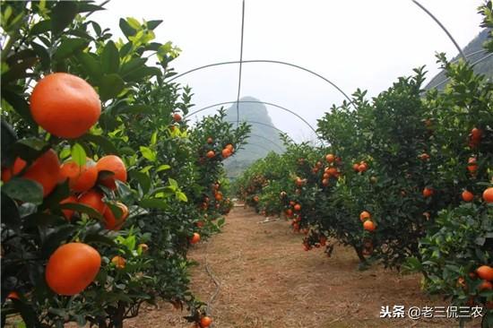 柑橘种植：揭秘高效管理技术，打造优质果品市场新篇章