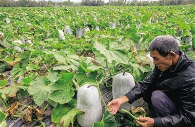 《冬瓜种植：揭秘高效益的秘密，如何成为种植专家？》