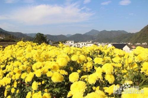 揭秘金丝皇菊种植技术：绿色财富的培育之道