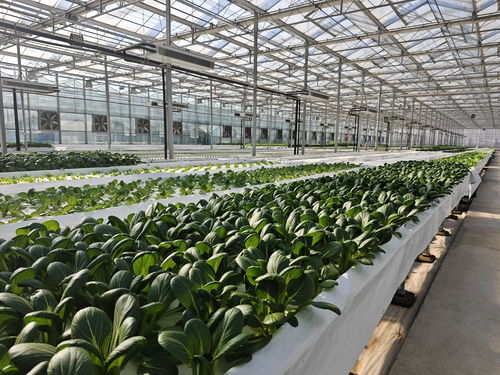 农业科技种植革命：自然之手的智慧引领未来农业