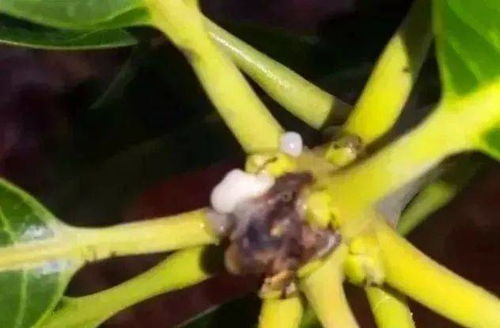 芒果树苗种植攻略：掌握这些技巧，轻松收获甜蜜果实