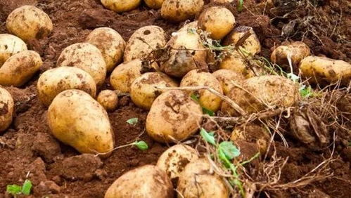 有机土豆种植技术揭秘：如何种出健康美味的“地下明珠”？