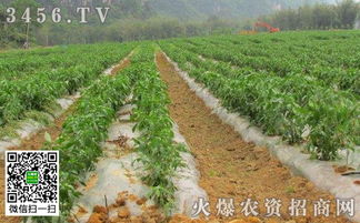 揭秘尖椒种植奥秘：高效益背后的关键技术