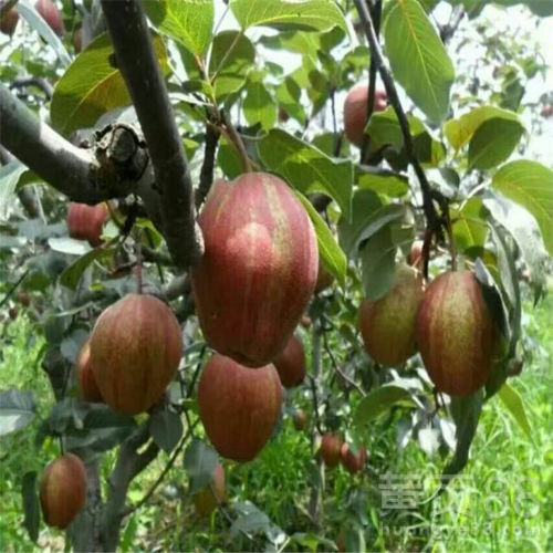 《早酥红梨种植技术揭秘：如何培育出香甜多汁的“黄金果”》