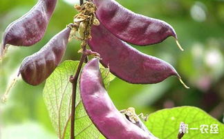 揭秘扁豆种植奥秘：如何提高产量与品质？