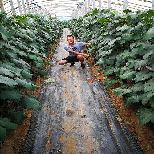 《北冰红葡萄种植攻略：揭秘高寒地区葡萄产业的“红色奇迹”》