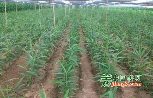 《生姜种植新篇章：揭秘高效益的栽培秘诀》