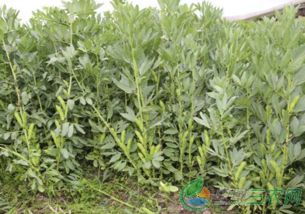 《自然之选：揭秘蚕豆种植的秘密武器》