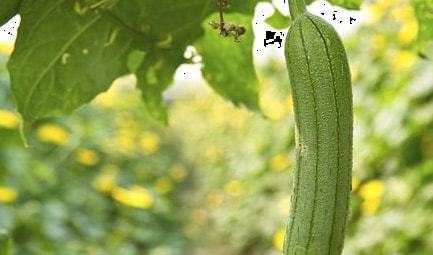南方露地丝瓜种植技术解析：揭秘高效丰收的秘密武器