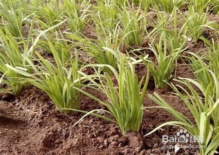 韭菜花种植：如何实现高产高效？揭秘行业秘诀与实战技巧