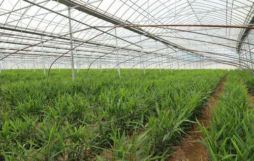 生姜大棚种植技术揭秘：如何实现高产高效？
