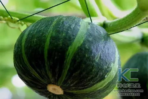 《一串铃南瓜种植攻略：如何打造丰收的“金铃子”》