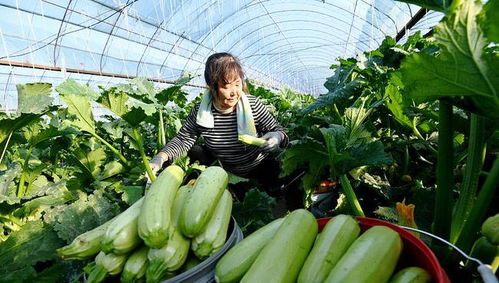 冬季西葫芦种植攻略：如何实现高产高效？