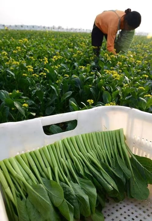 芥兰种植新篇章：揭秘高效益的绿色种植技术
