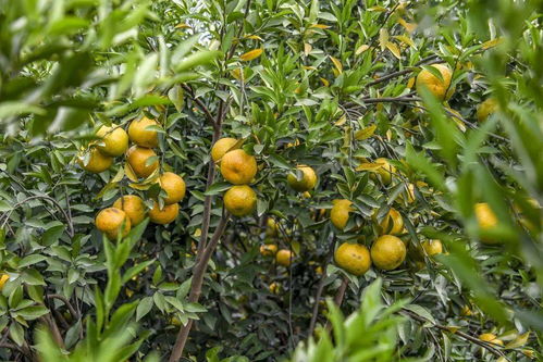 新会柑种植新篇章：揭秘高效种植技术，开启柑橘产业新未来