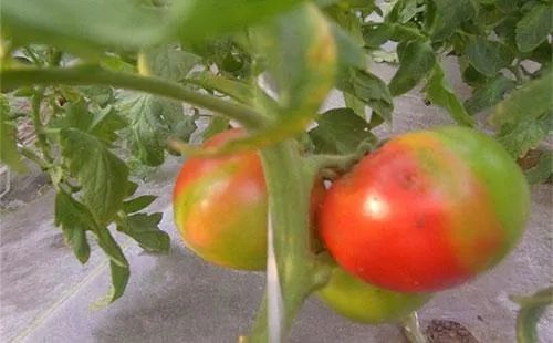 《揭秘日本西红柿种植技术：如何让果实鲜红多汁？》