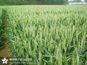 小麦种植技术革新：揭秘高效增产的秘密
