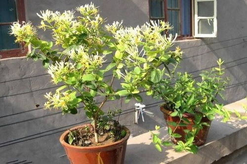 四季金银花树种植：揭秘高效益的绿色黄金之路