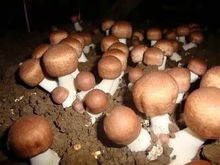 《巴西菇种植技术解析：如何实现高效产出？》