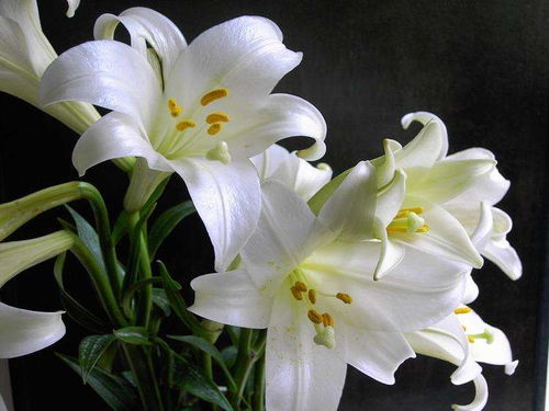 《百合花种植技术交流组：揭秘高效种植秘诀，助力产业升级》