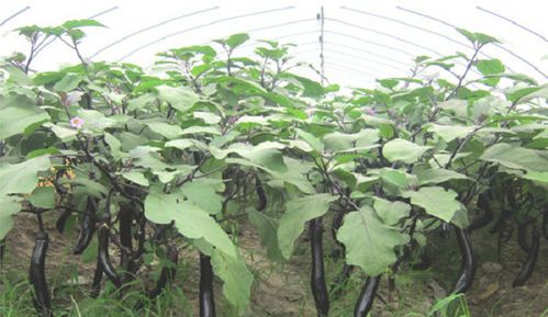 《揭秘茄子种植秘籍：如何实现高效管理与高产优质？》