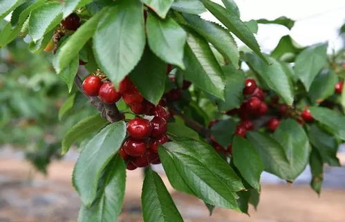 矮化大樱桃种植技术：揭秘高效益的秘密武器