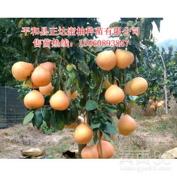 三红蜜柚种植技术揭秘：如何打造高品质果品？