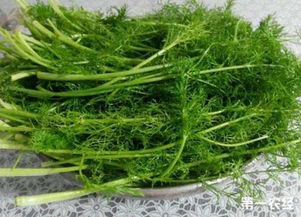茴香种植：探寻提升产量的秘籍