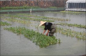 揭秘水上空心菜种植新革命：高效节水，绿色生态种植技术