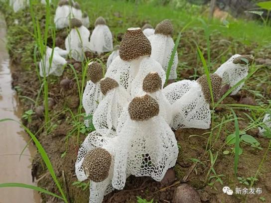竹荪种植技术揭秘：如何打造高效益的“森林蔬菜”