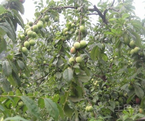 揭秘开心果树种植技术：如何让果实累累、效益翻倍？