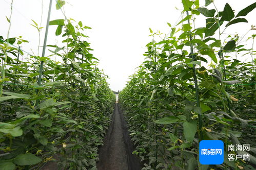 《豇豆种植攻略：如何实现高产与优质双丰收？》