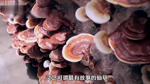揭秘灵芝种植技术：如何打造高效益的菌菇王国？