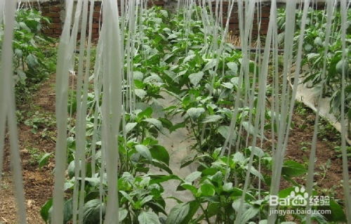 《揭秘甜椒种植秘籍：从播种到丰收的全程指导视频解析》