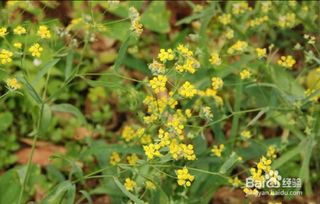 柴胡种植技术揭秘：如何打造高效益的药用植物王国？